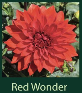 Red Wonder