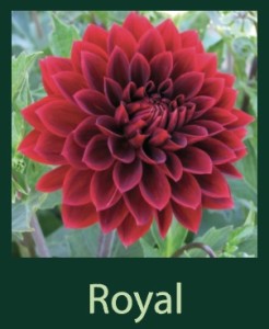 Royal