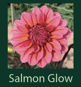 Salmon Glow