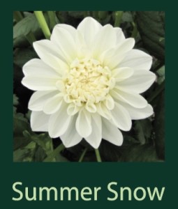 Summer Snow