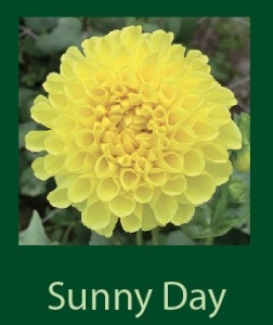 Sunny Day