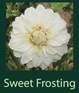 Sweet Frosting