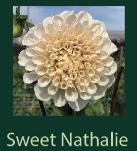 Sweet Nathalie