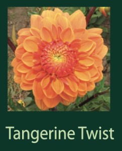 Tangerine Twist