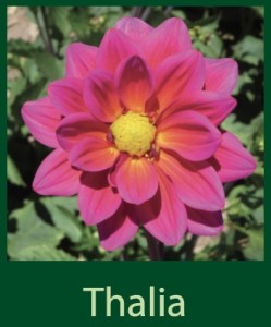 Thalia