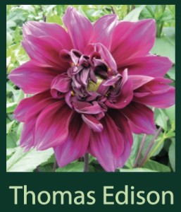 Thomas Edison