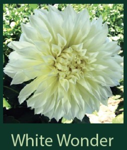White Wonder