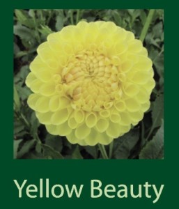 Yellow Beauty