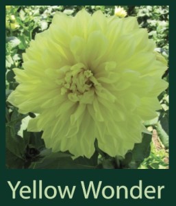 Yellow Wonder