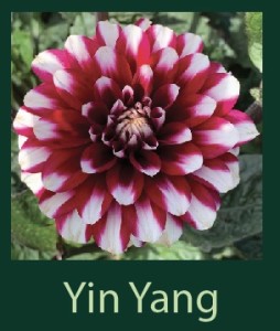 Yin Yang