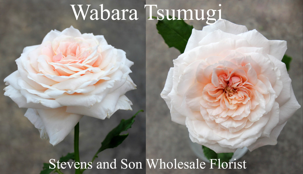 Wabara Tsumugi - Photo Credit Allison Linder