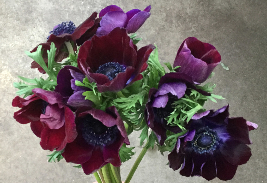 Anemone - Wine - Photo Credit Allison Linder