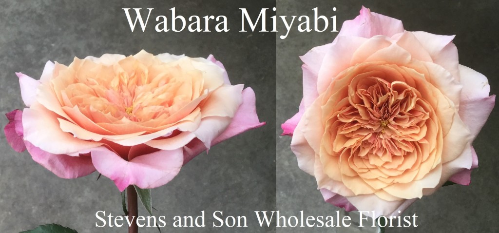 Wabara Miyabi SA - Photo Credit Allison Linder