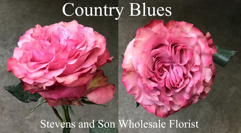 Country Blues - Photo Credit Allison Linder