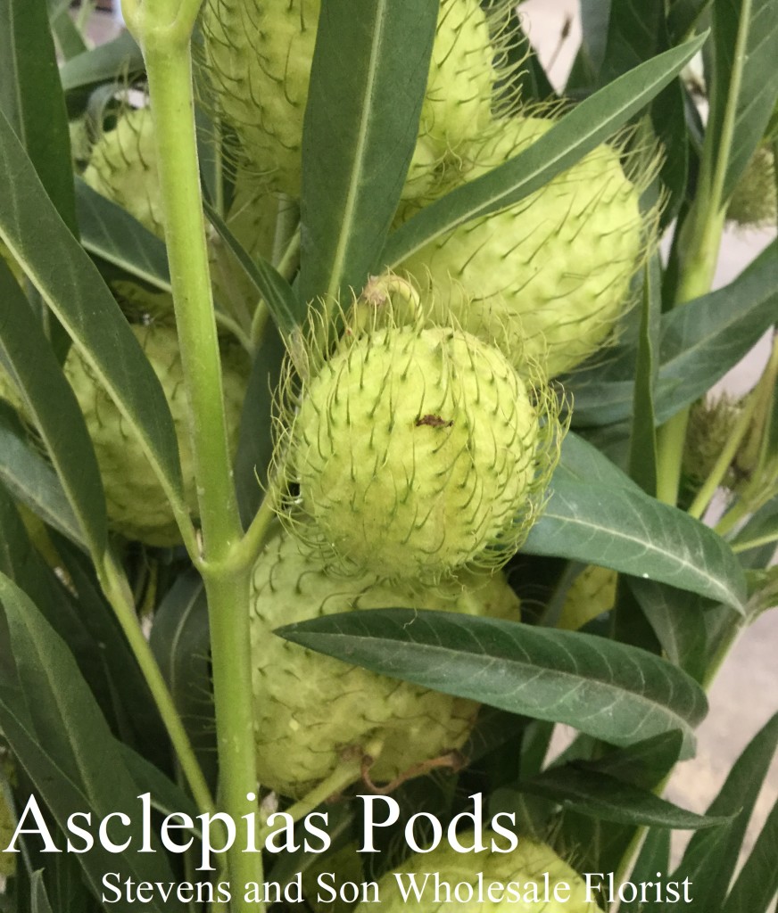 Asclepias Pods 2 - Photo Credit Allison Linder