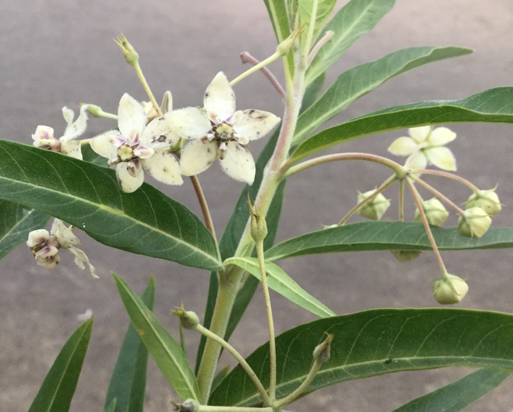 Asclepias Pods - Flowers - Photo Credit Allison Linder