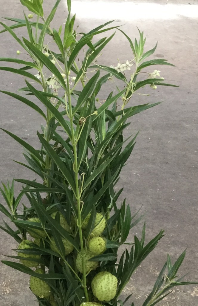 Asclepias Pods - full - Photo Credit Allison Linder