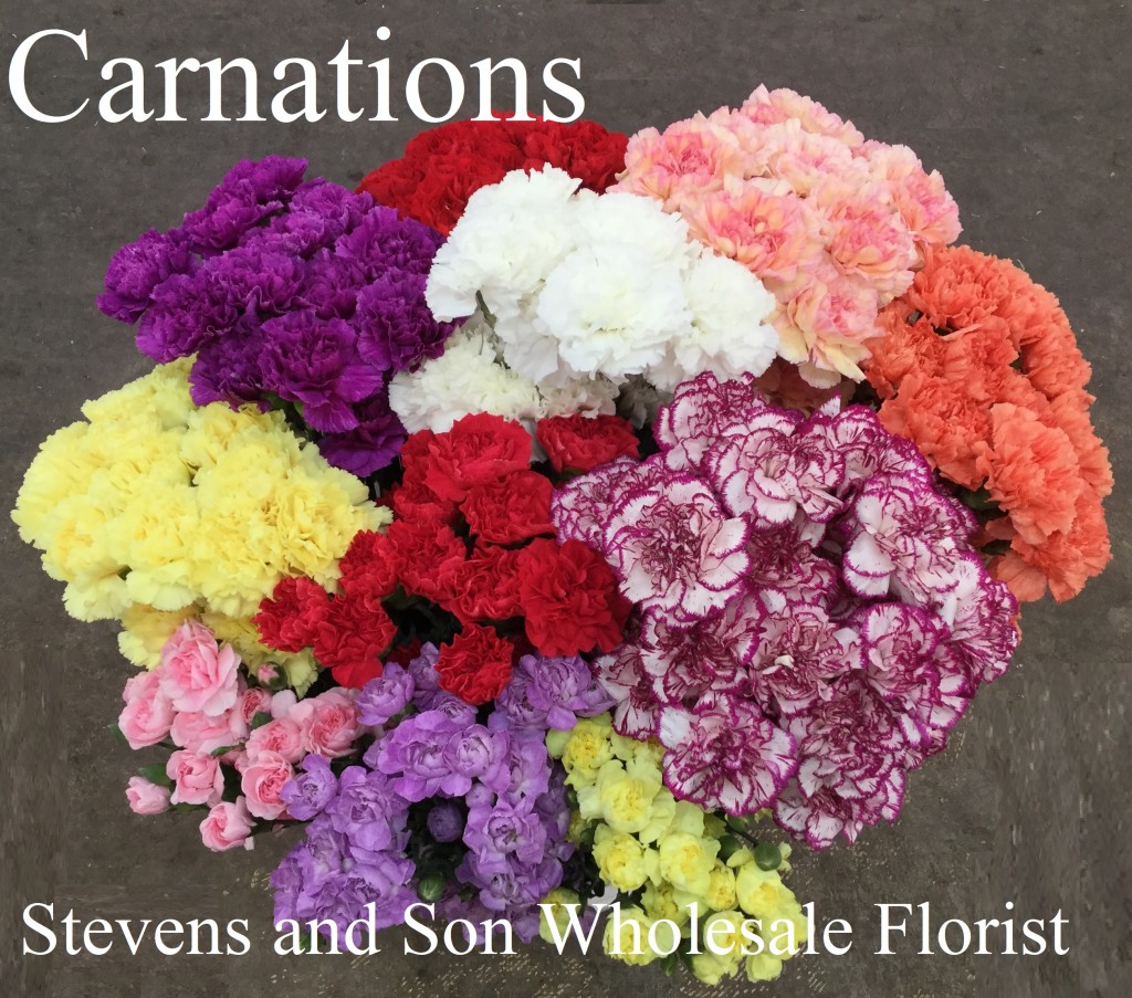Carnations - Photo Credit Allison Linder