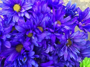 Crazy Daisy - Blue - Photo Credit Allison Linder