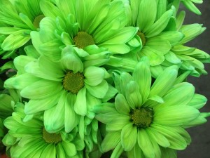 Crazy Daisy - Green - Photo Credit Allison Linder