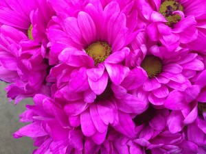 Crazy Daisy - Hot Pink - Photo Credit Allison Linder