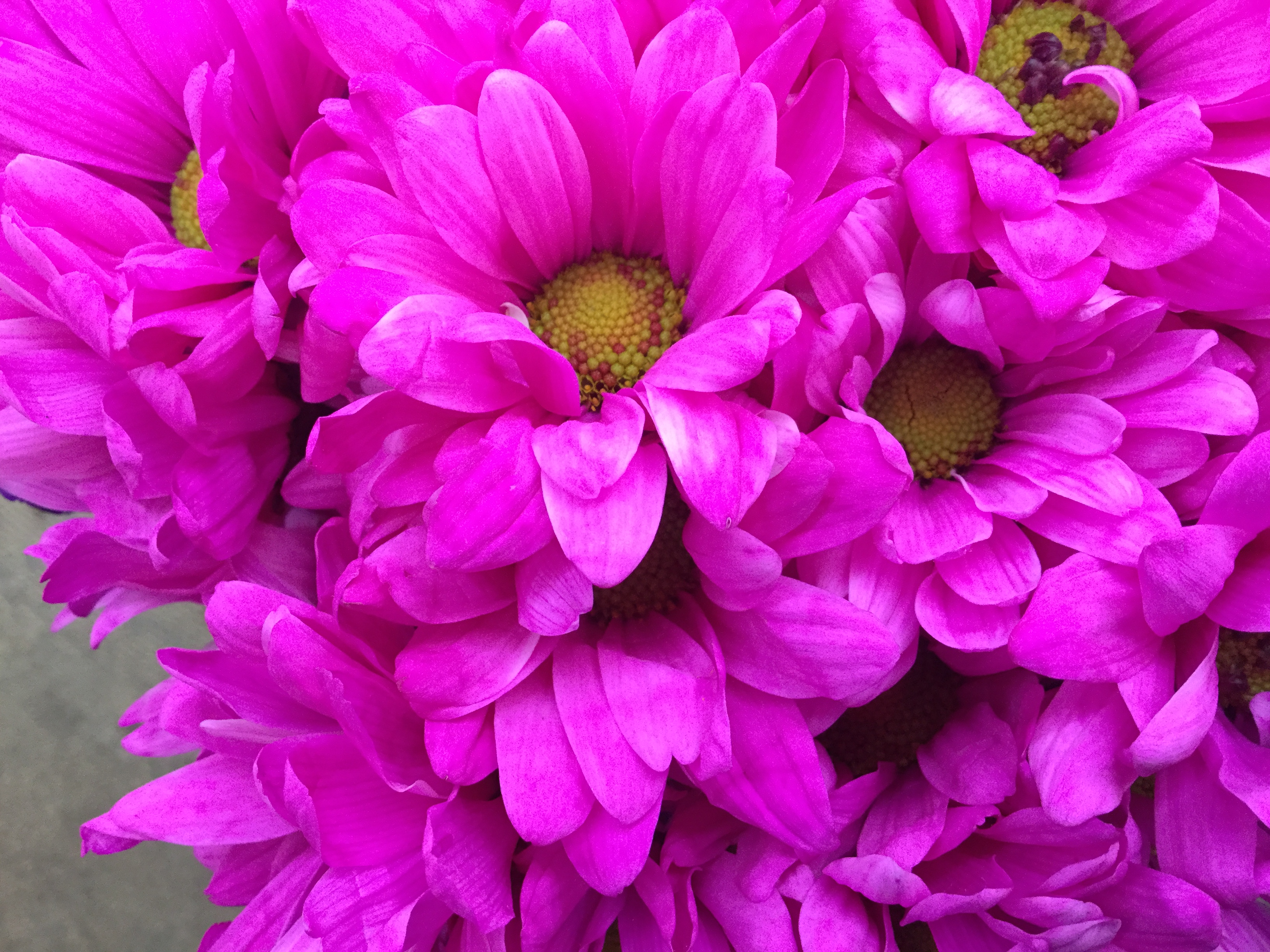 Crazy Daisy Mum Stevens and Son Wholesale Florist