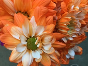 Crazy Daisy - Orange - Photo Credit Allison Linder