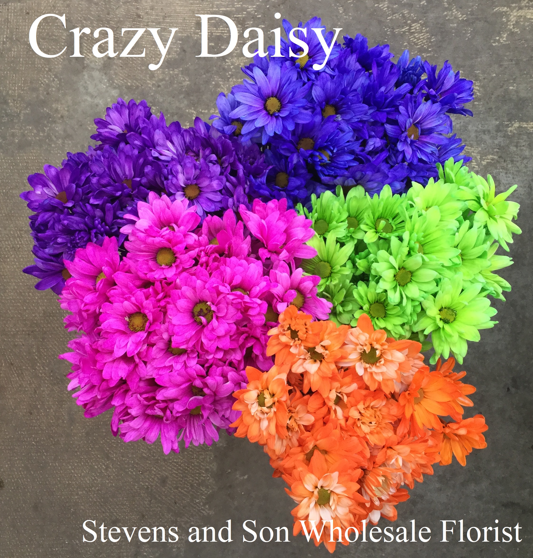 Crazy Daisy Mum Stevens and Son Wholesale Florist