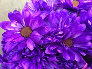 Crazy Daisy - Purple - Photo Credit Allison Linder
