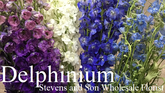 Delphinium - Group - Photo Credit Allison Linder