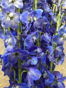 Delphinium - Royal Dk Blue - Photo Credit Allison Linder