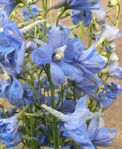 Delphinium - Royal Lt Blue - Photo Credit Allison Linder