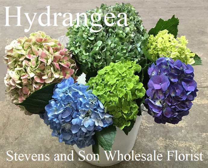 Hydrangea - Photo Credit Allison Linder