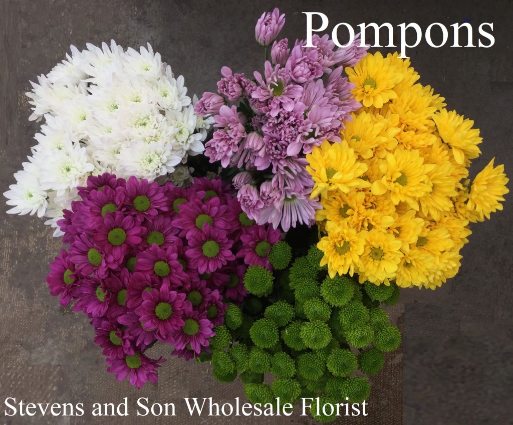 Pompons - Photo Credit Allison Linder