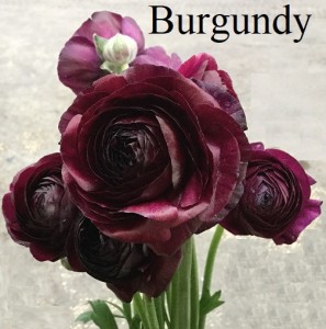 Ranunculus - Burgundy - Photo Credit Allison Linder