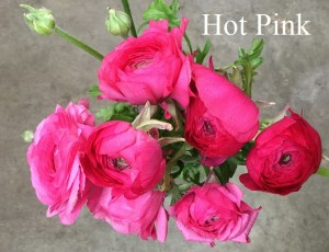 Ranunculus - Hot Pink- Photo Credit Allison Linder