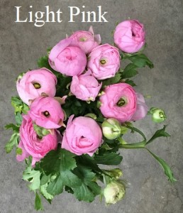 Ranunculus - Light Pink- Photo Credit Allison Linder