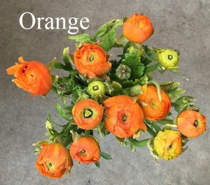 Ranunculus - Orange - Photo Credit Allison Linder
