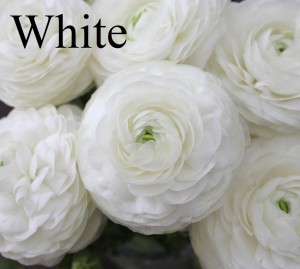 Ranunculus-White - Photo Credit Allison Linder