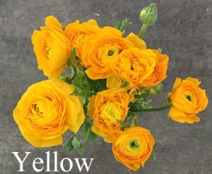 Ranunculus - Yellow - Photo Credit Allison Linder