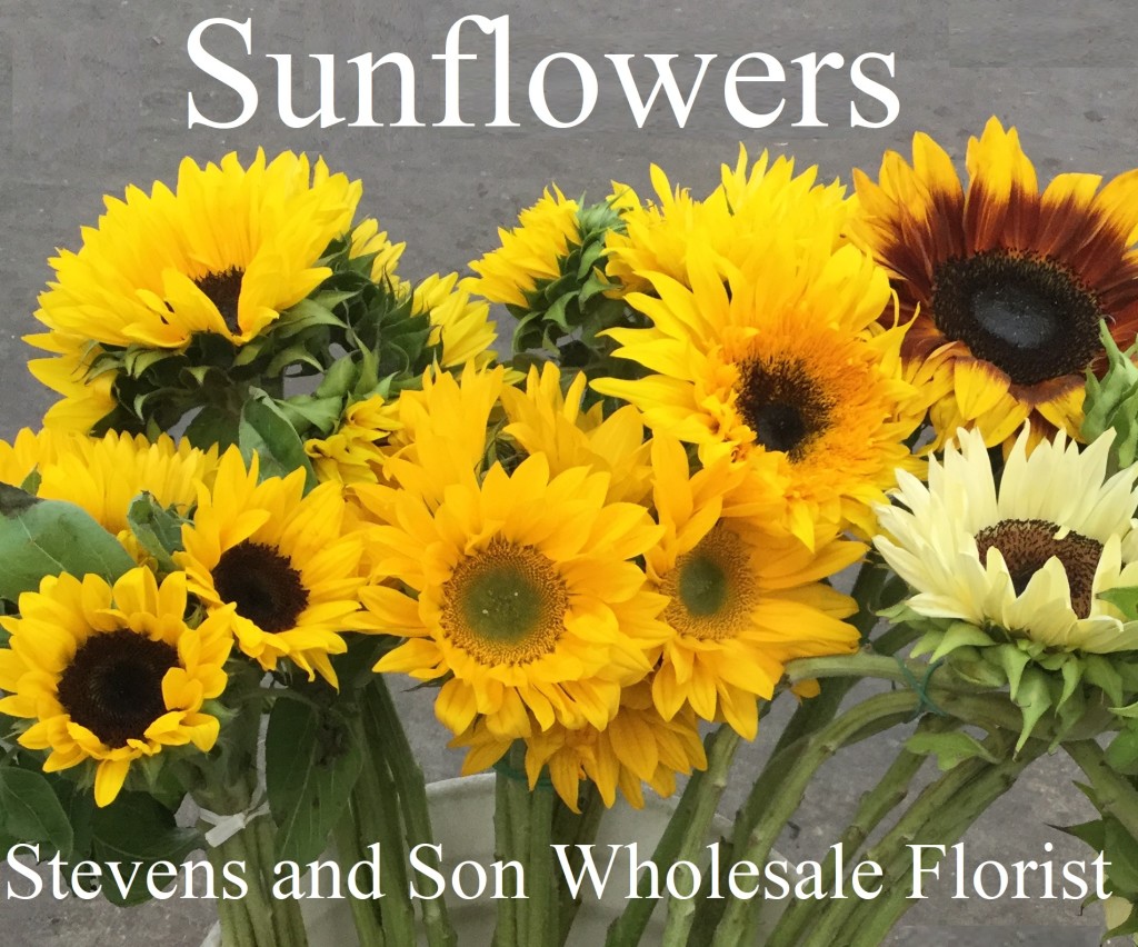 Sunflowers Asst. - Photo Credit Allison Linder