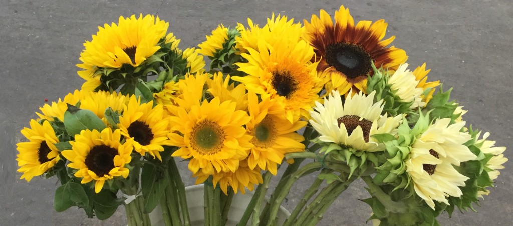 Sunflowers - Photo Credit Allison Linder