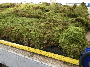 Sheet Moss - Measured Horizantal - Photo Credit Allison Linder