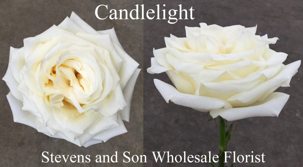 Candlelight - Photo Credit Allison Linder