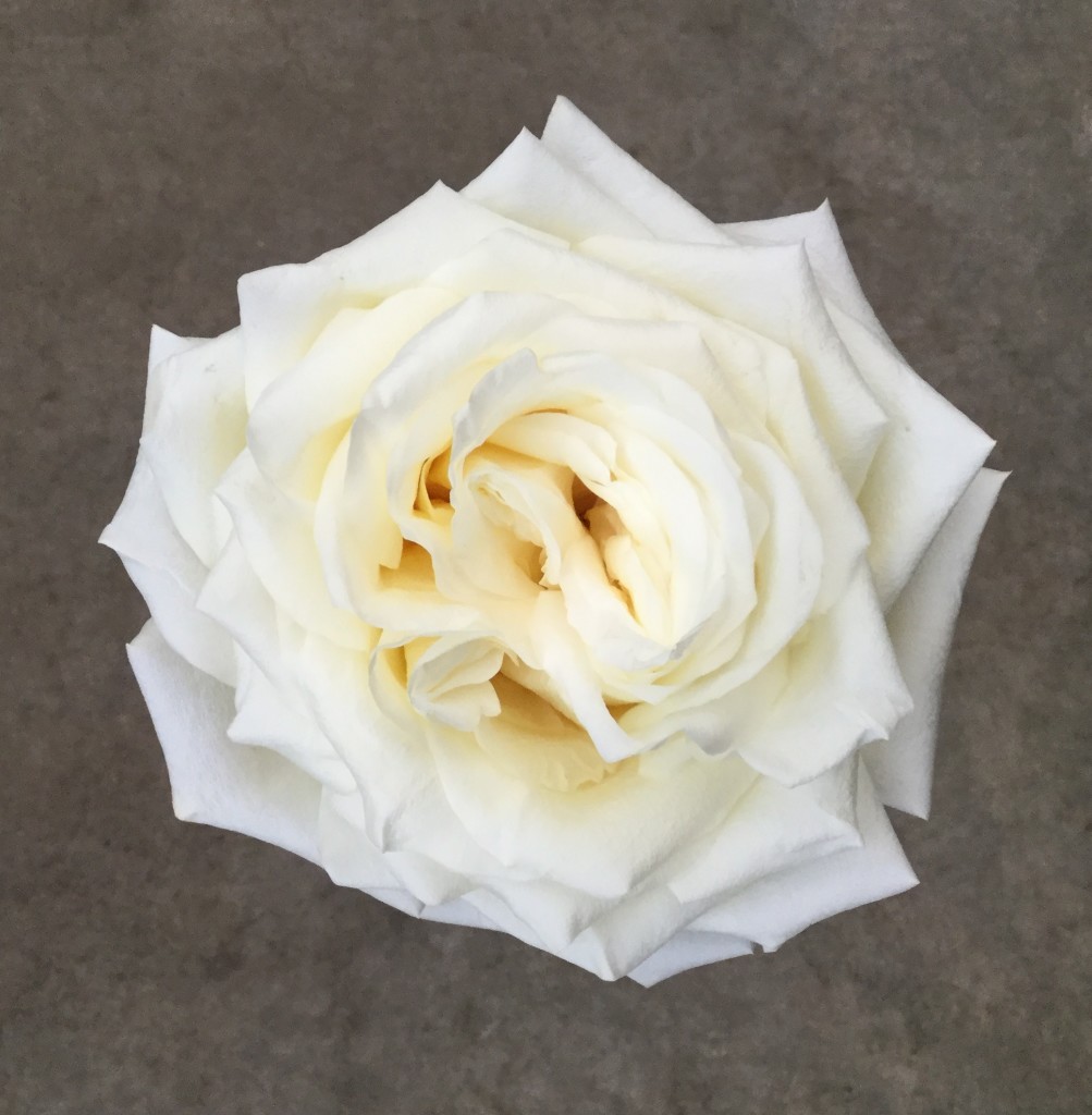 Candlelight Stevens and Son Wholesale Florist