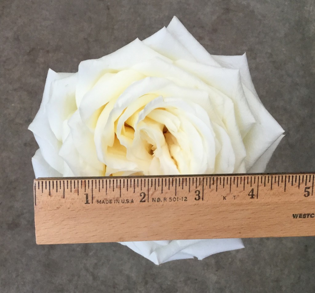 Candlelight - Rose 2 Measured - Photo Credit Allison Linder