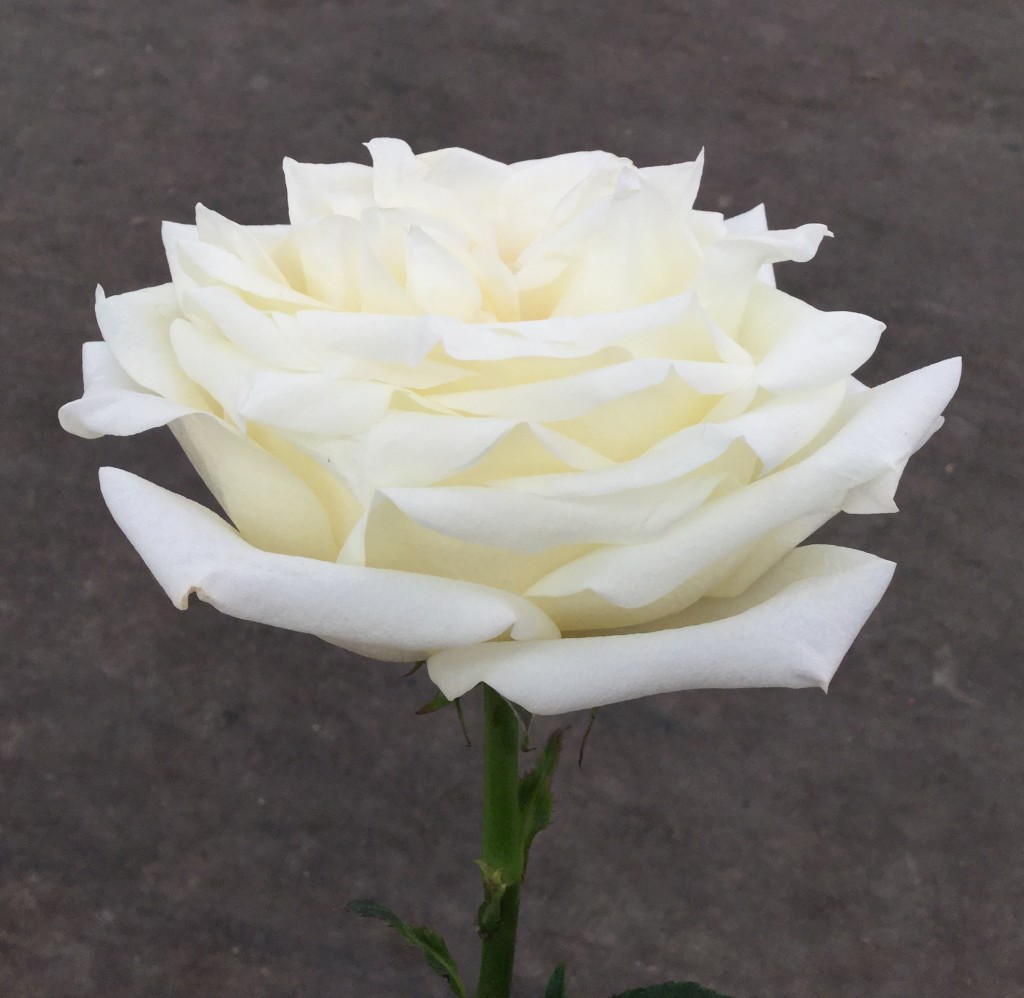 Candlelight Stevens and Son Wholesale Florist