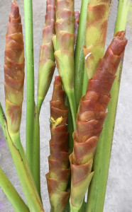 Cigar Calathea - Photo Credit Allison Linder