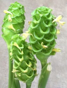 Green Ice Calathea - Photo Credit Allison Linder