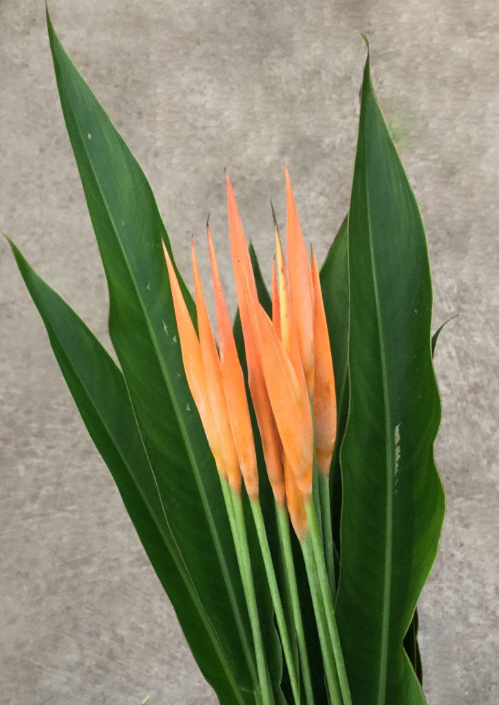 Psilto Heliconia - Photo Credit Allison Linder